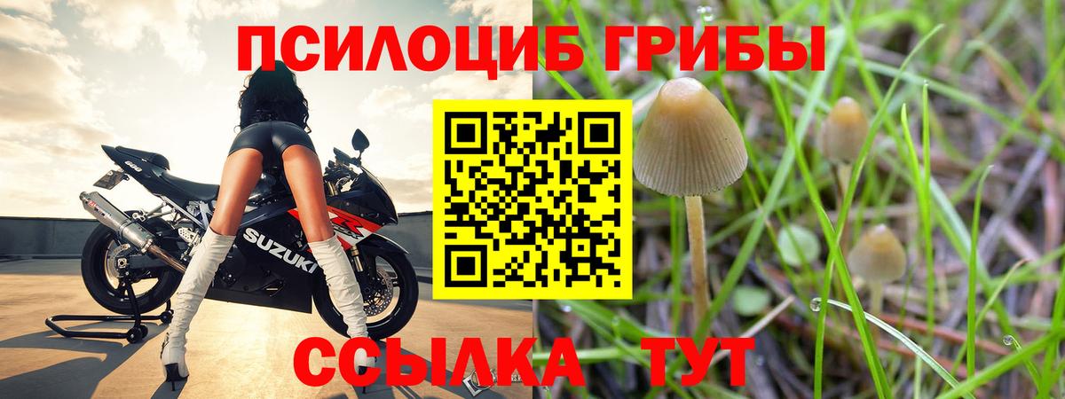 Псилоцибиновые грибы Psilocybe Кулебаки